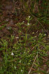 Florida hedgehyssop